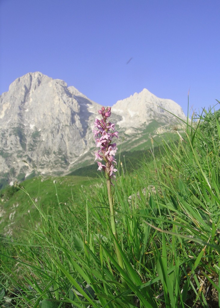 Il Gran Sasso e le orchidee - il mio omaggio al Gigante dellAppennino.